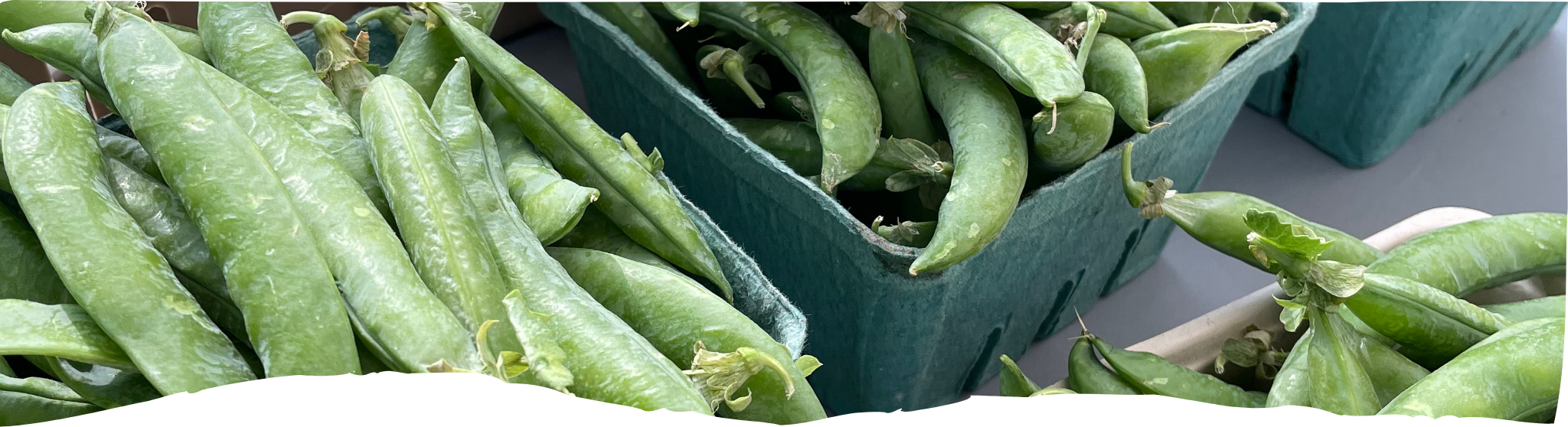 Copy of Front Page Option 2